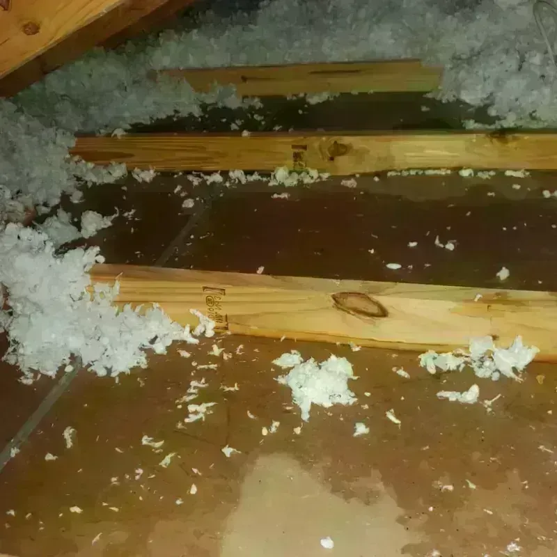 Attic Water Damage in Janesville, MN